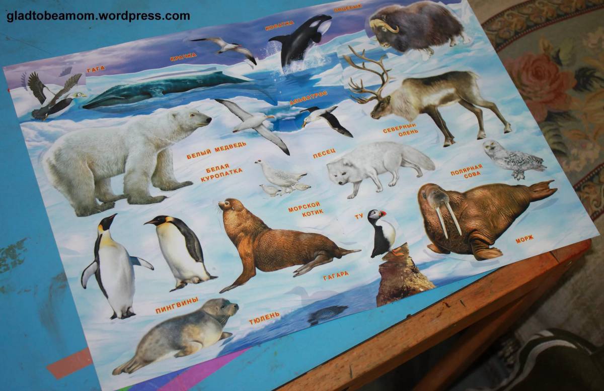 Животные антарктиды для детей #20