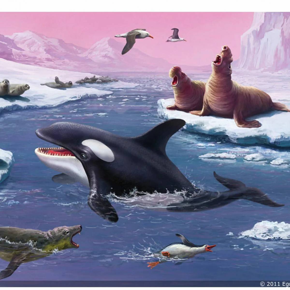 Животные антарктиды для детей #33