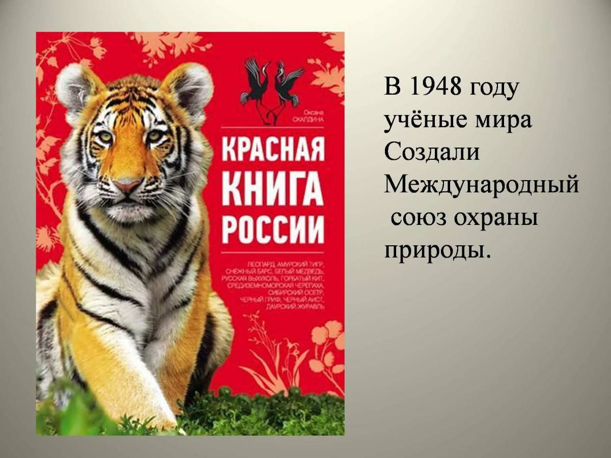 Животные красной книги россии для детей #3