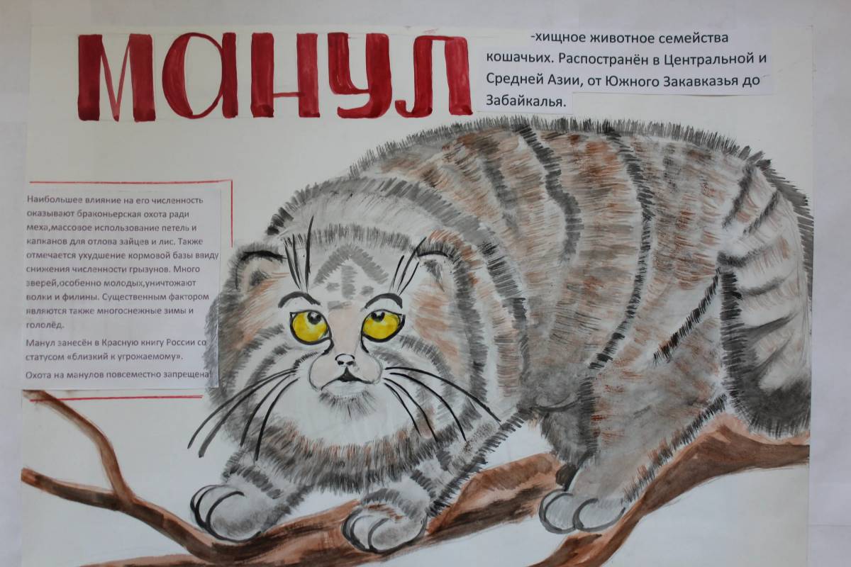 Животные красной книги россии для детей #23