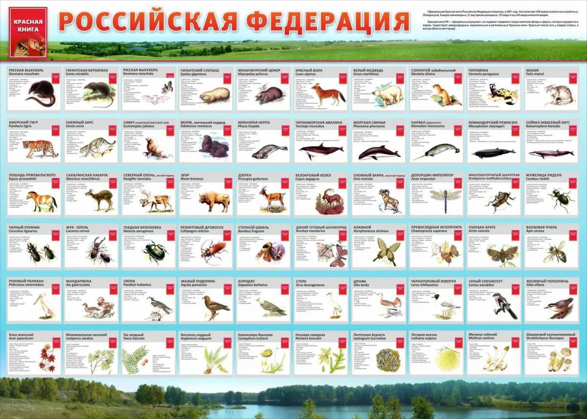Животные красной книги россии для детей #26