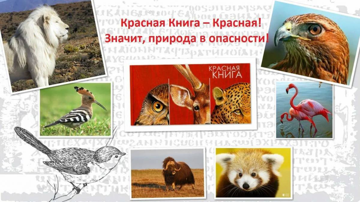 Животные красной книги россии для детей #27