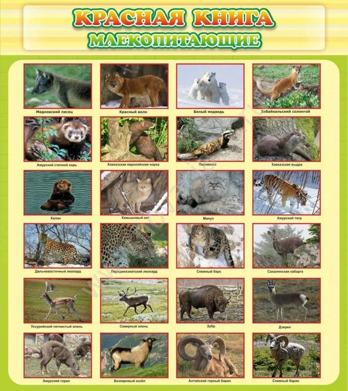 Животные красной книги россии для детей #29