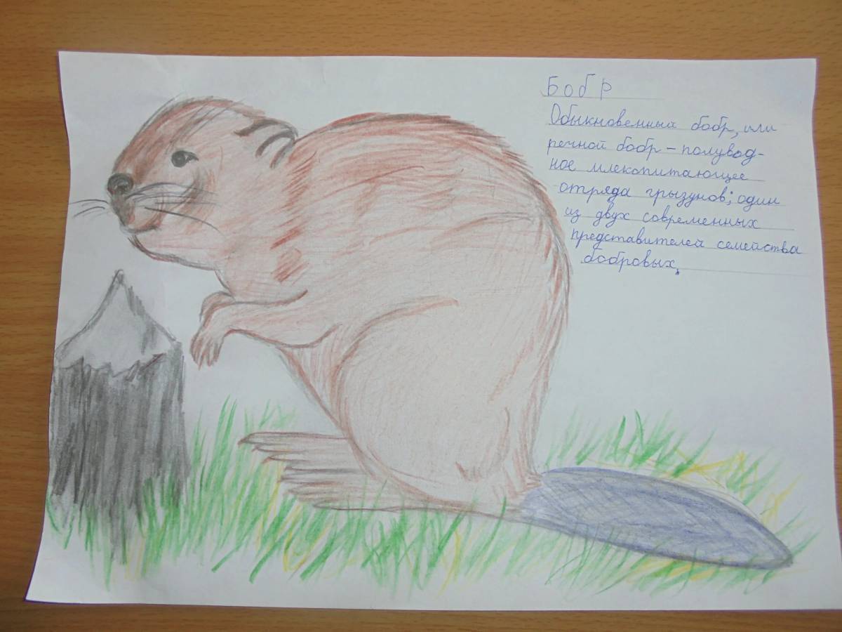 Животные красной книги россии для детей #33