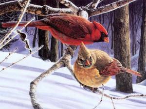 Раскраска зимние птицы для детей #16 #316590