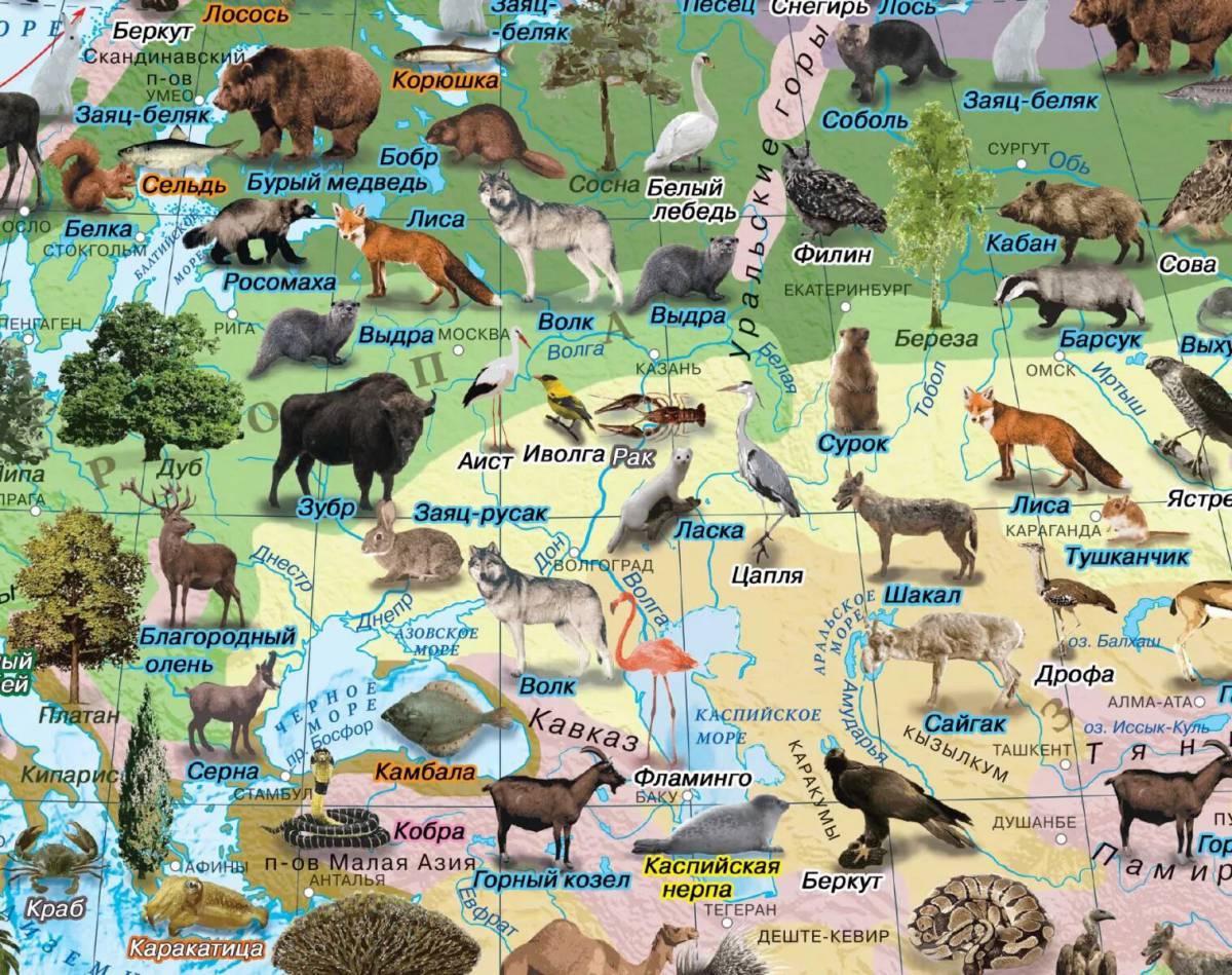Карта россии с животными #9