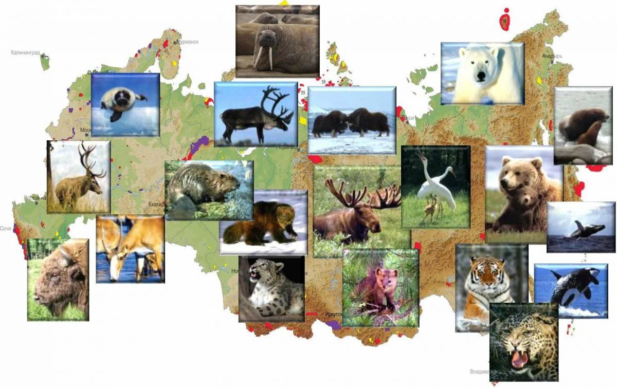 Карта россии с животными #24