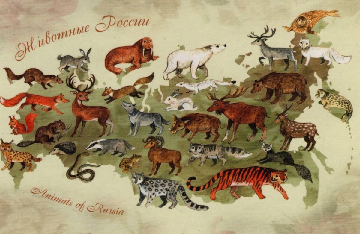 Карта россии с животными #28