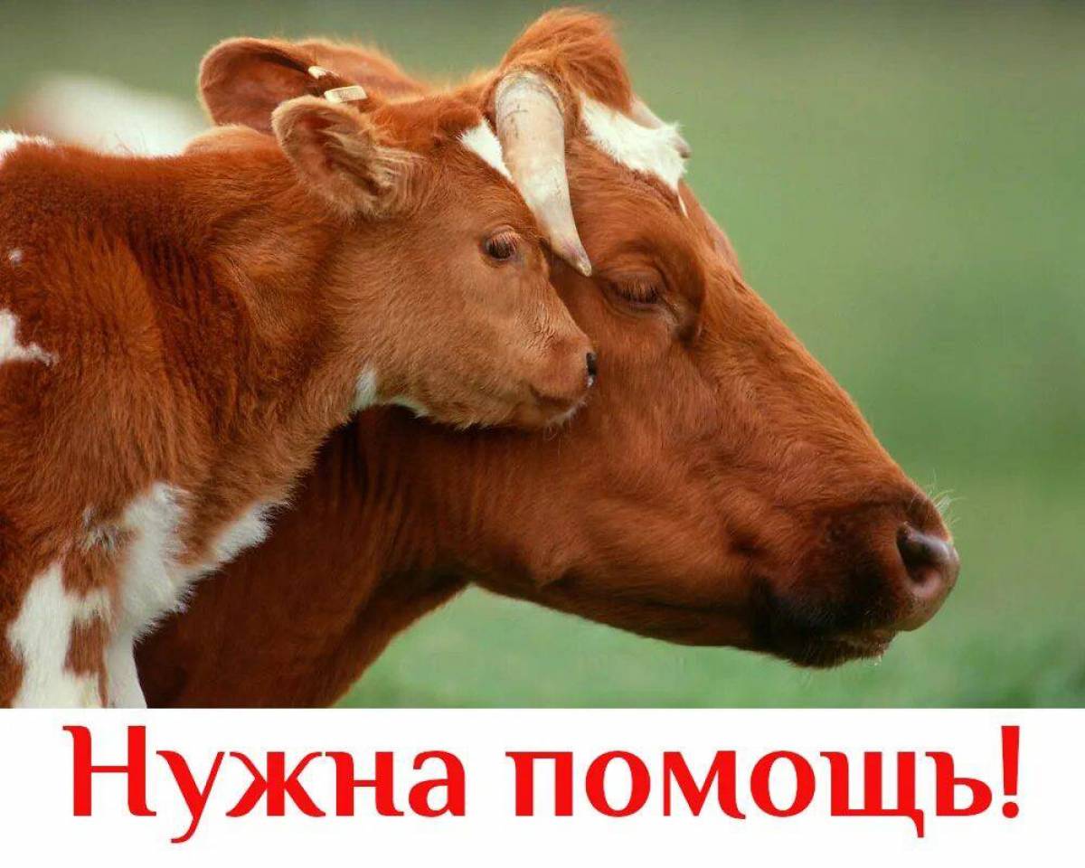 Красивый теленок