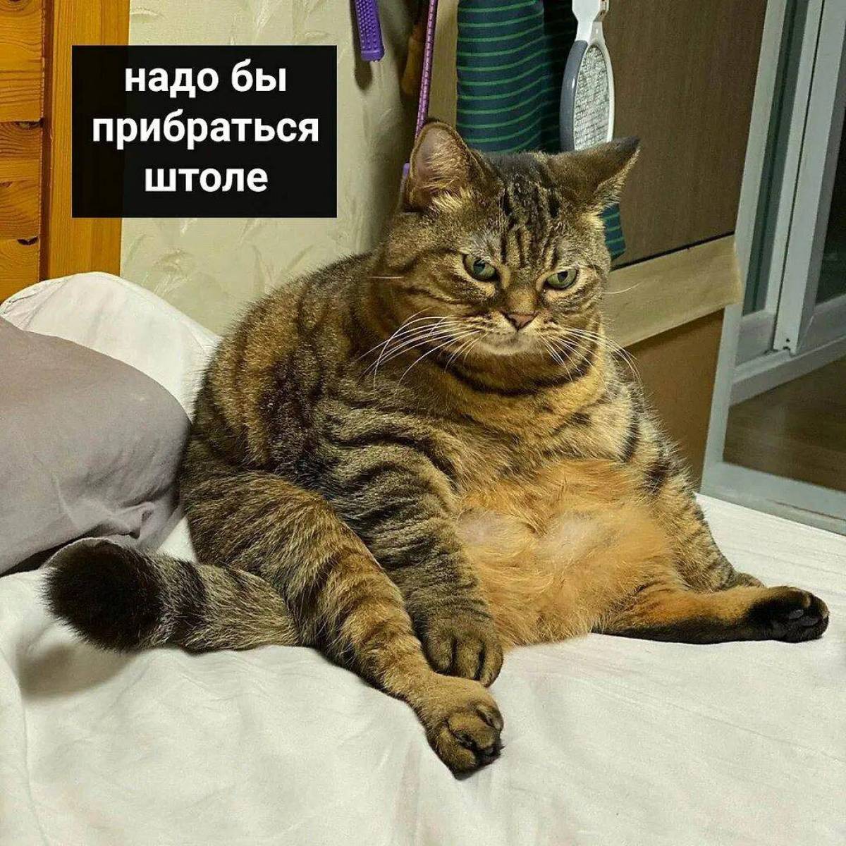 Толстый довольный кот