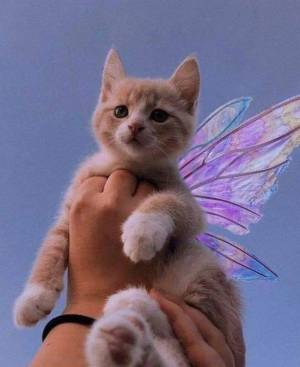 Раскраска котик с крыльями #11 #350582
