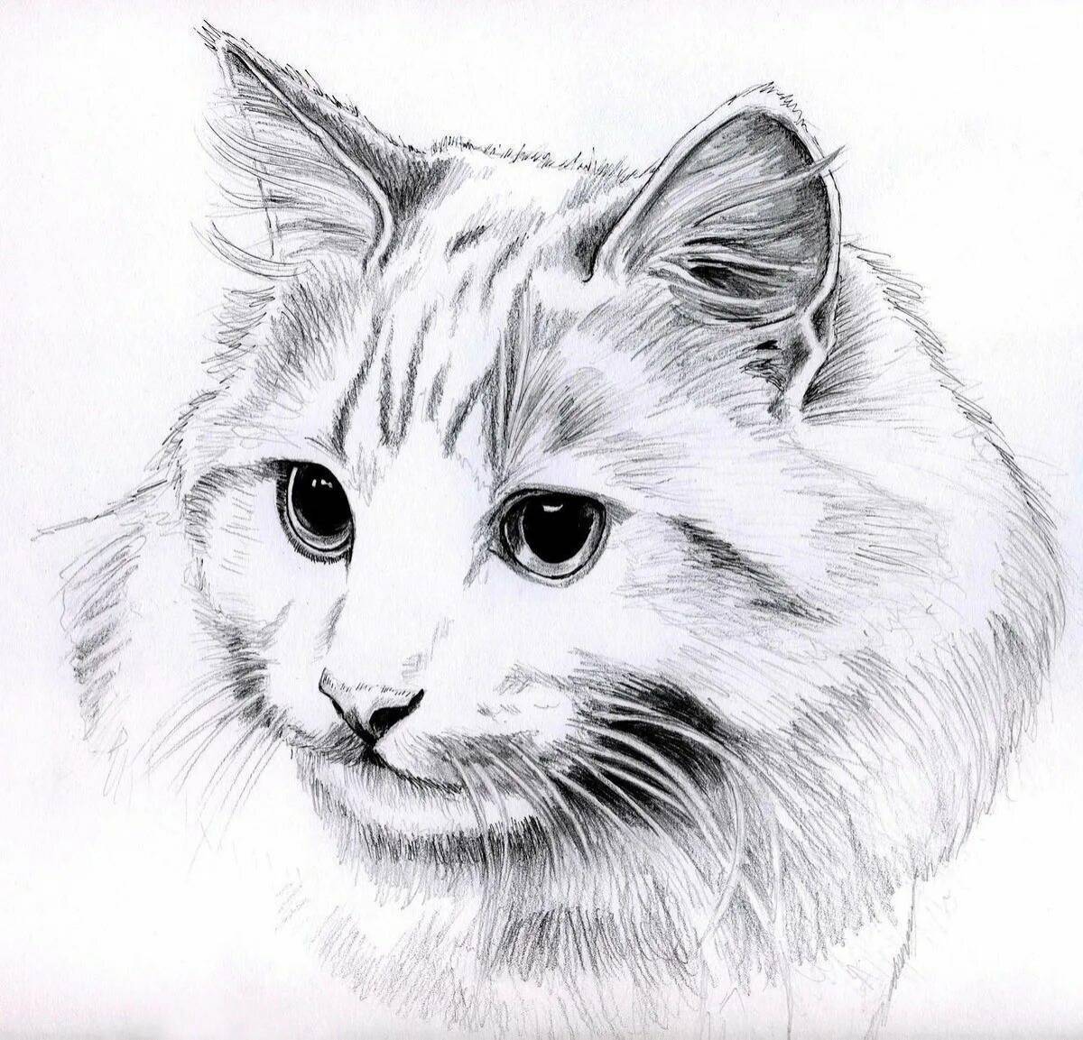 Кот рисунок #20