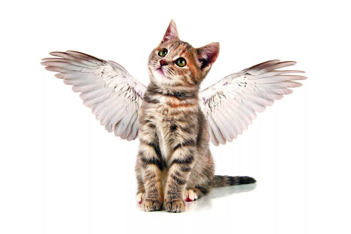 Котик с крыльями #23