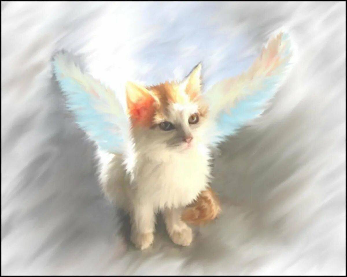 Котик с крыльями #33