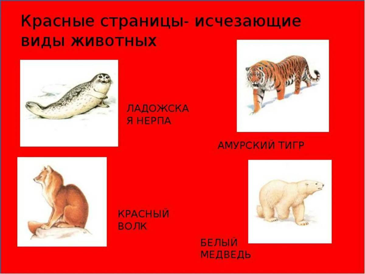 Красная книга россии животные и растения #10