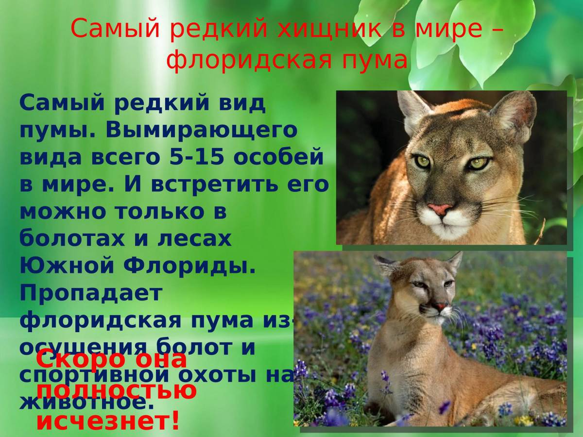 Красная книга россии животные и растения #17