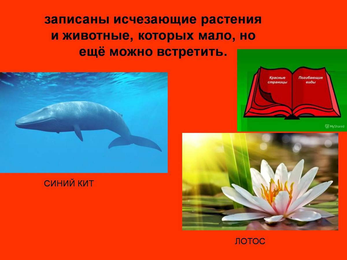 Красная книга россии животные и растения #19