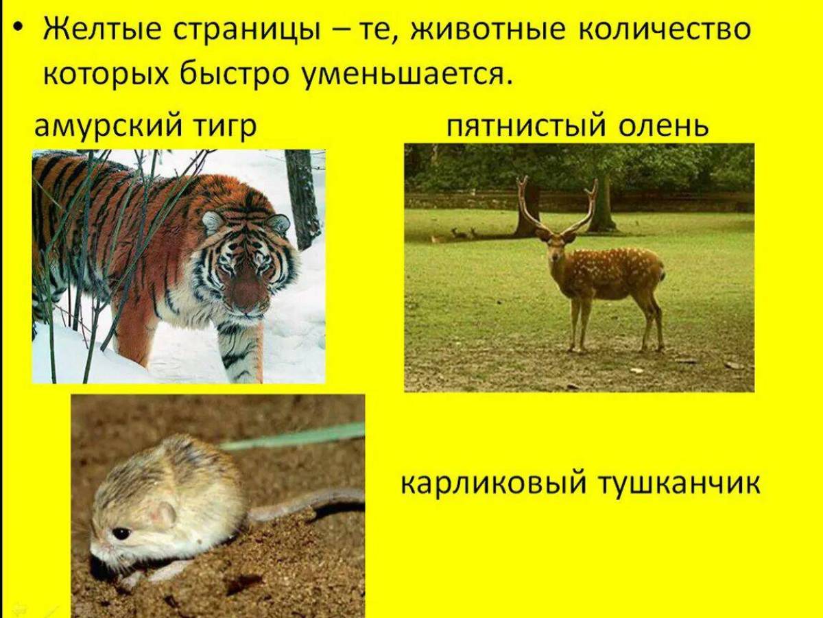 Красная книга россии животные и растения #28