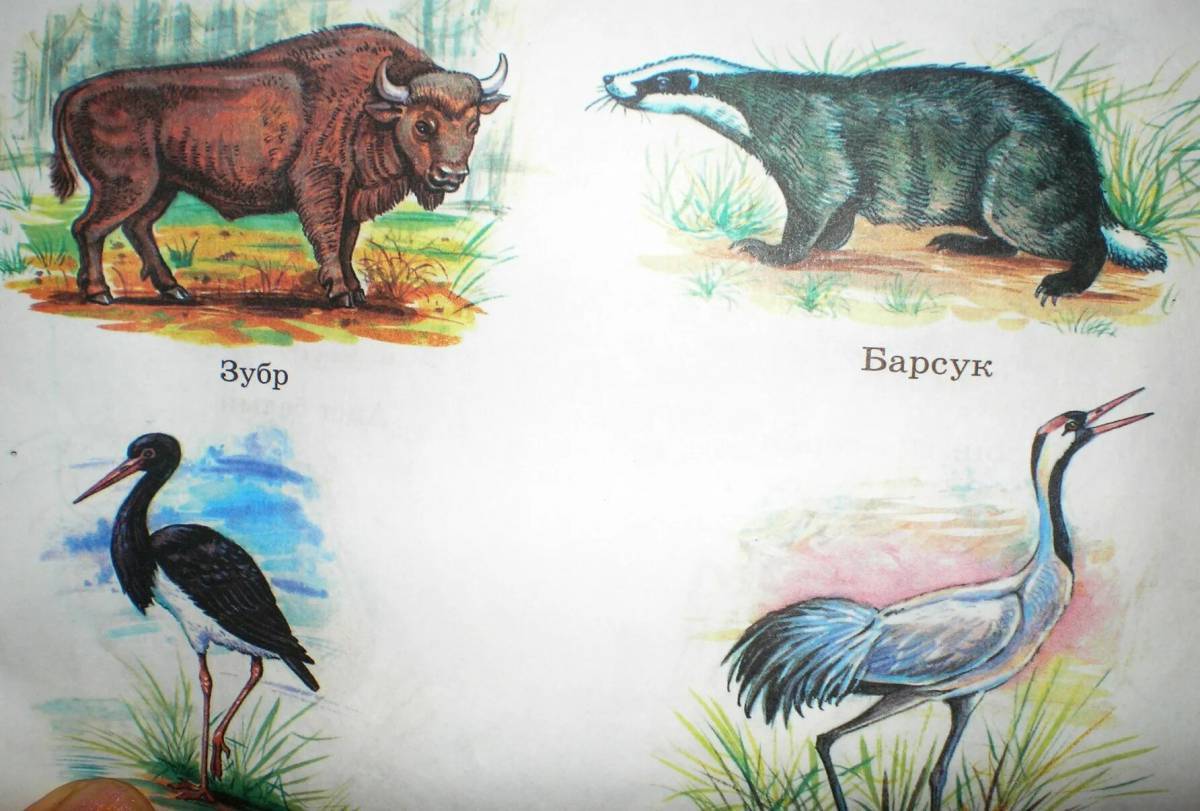 Красная книга россии животные и растения #35