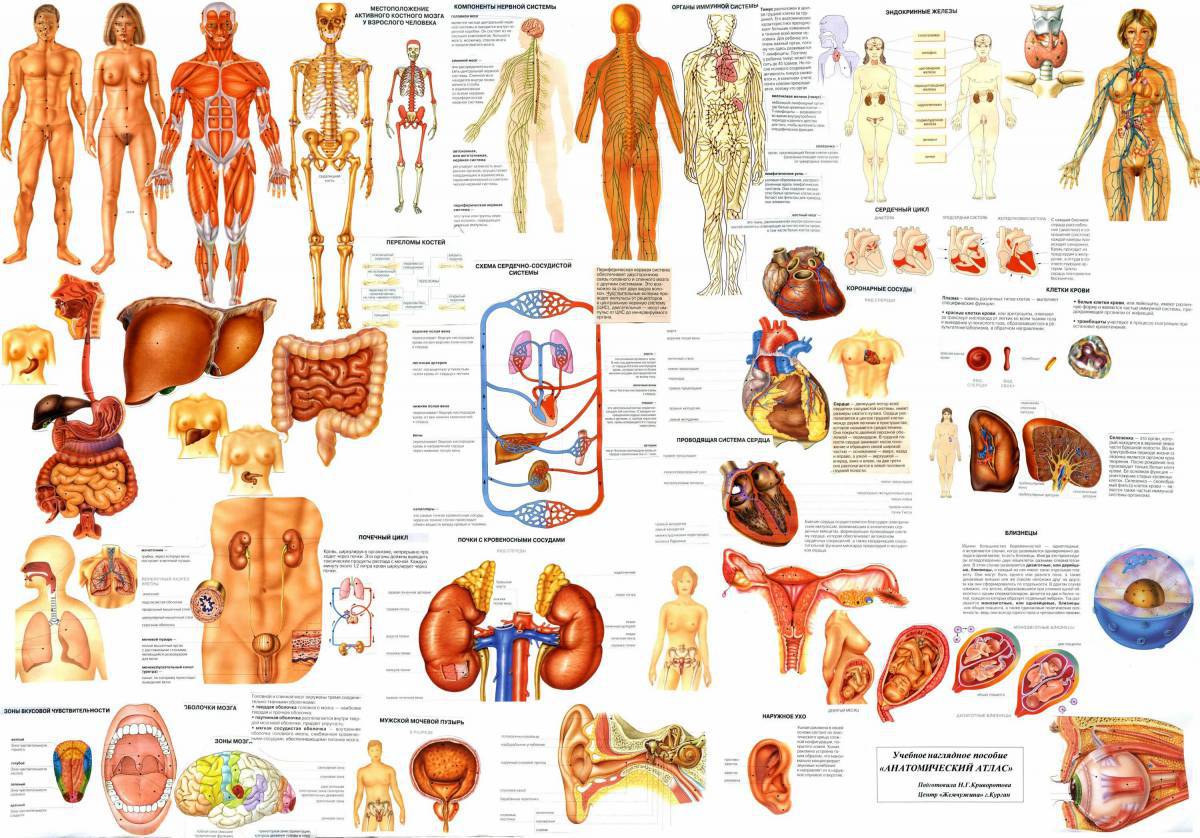 Анатомия человека атлас #1