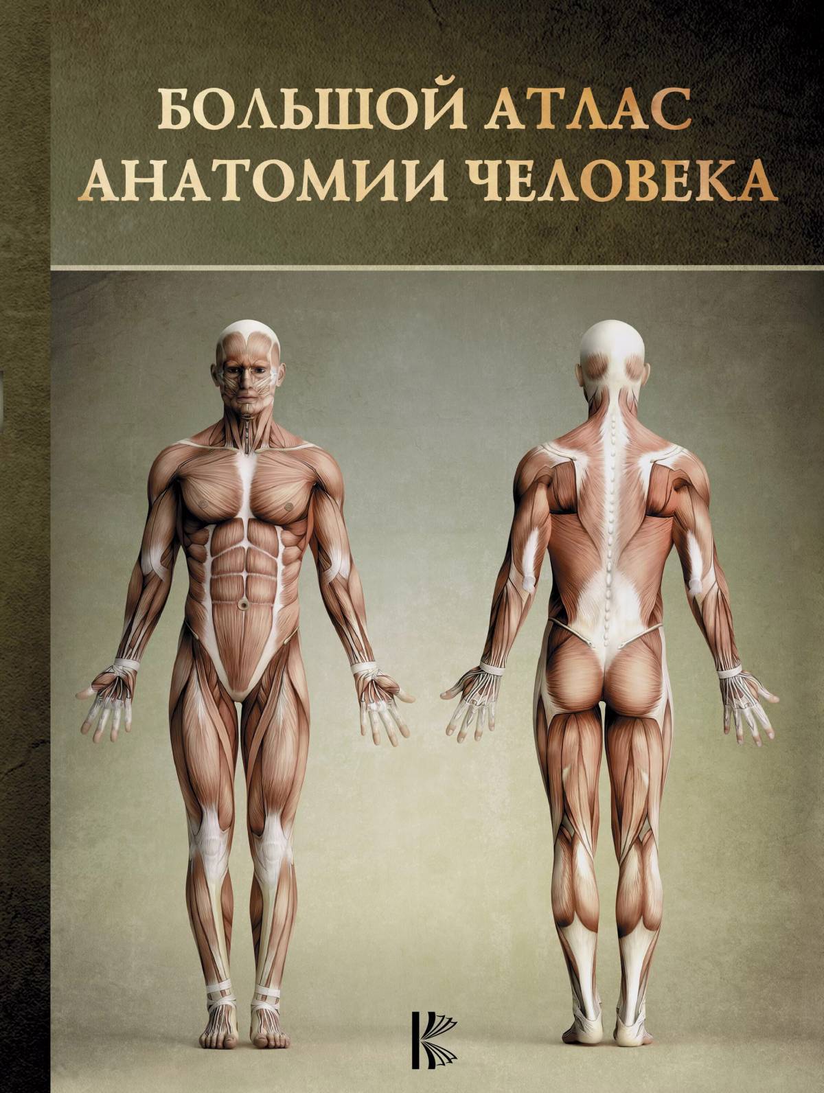 Анатомия человека атлас #4