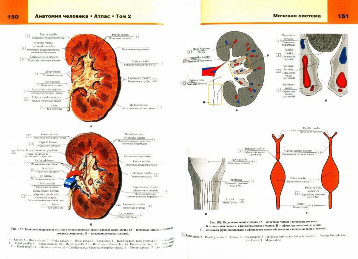 Анатомия человека атлас #8