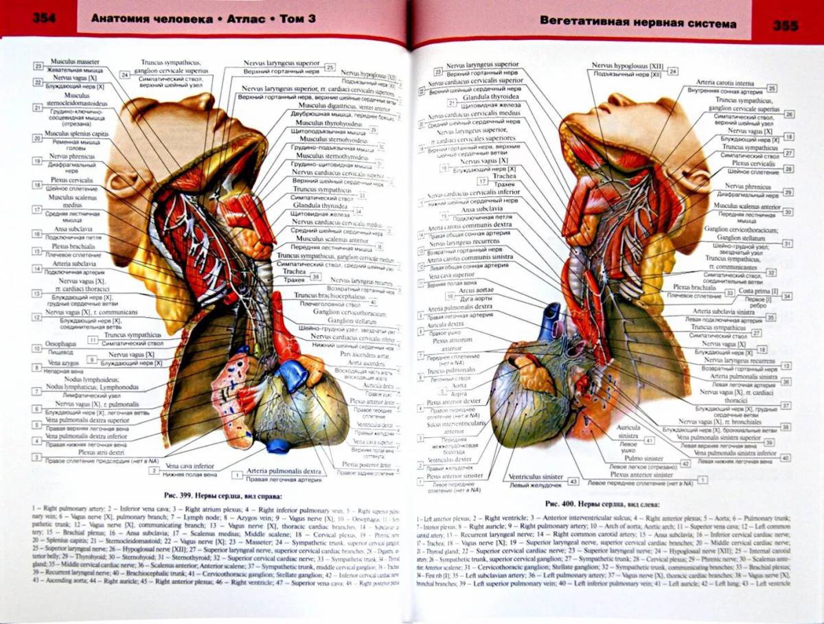 Анатомия человека атлас #28