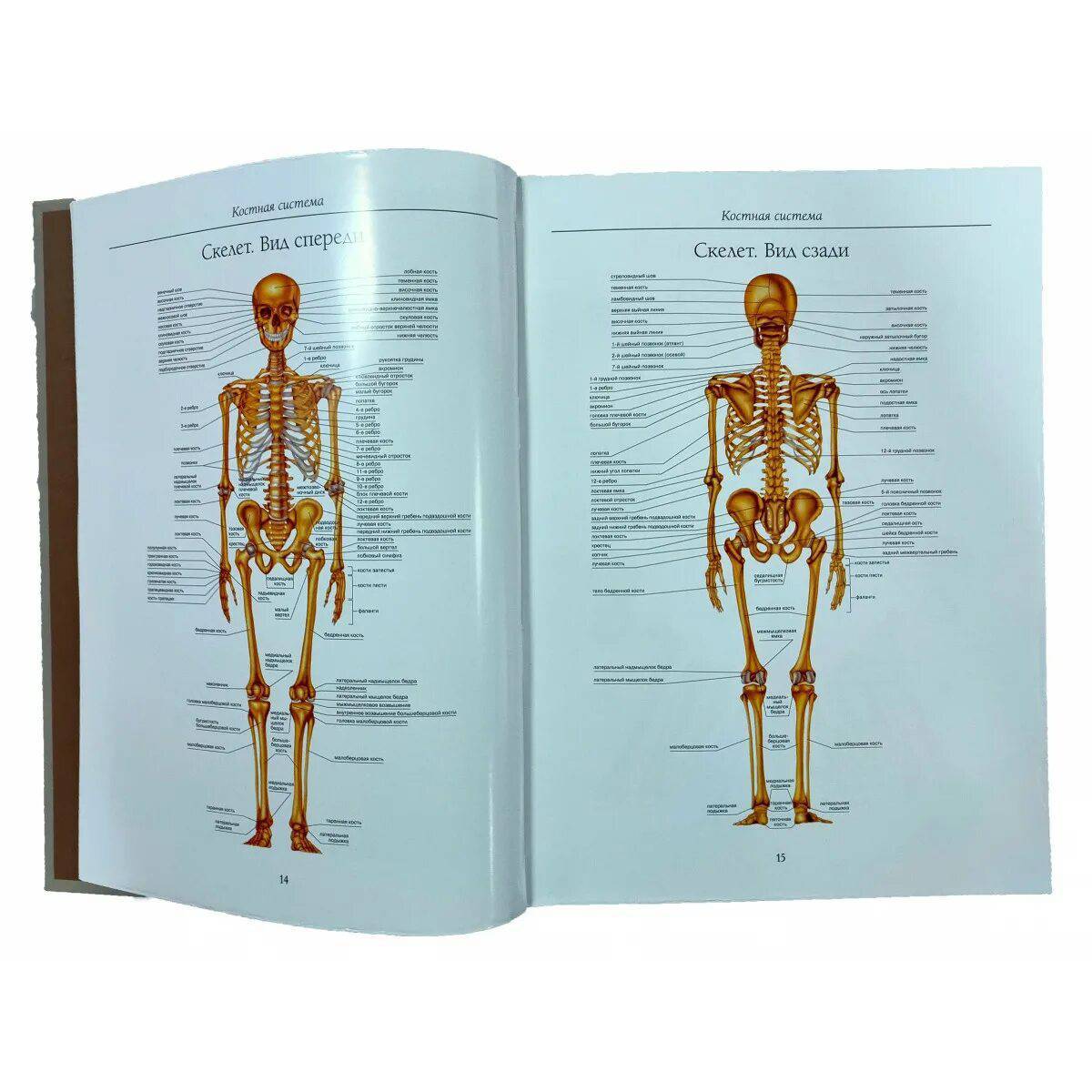Анатомия человека атлас #29