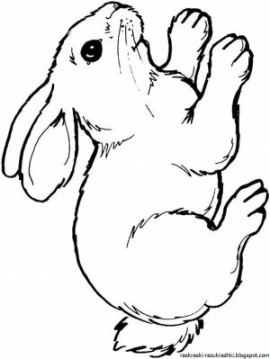 Раскраска кролик рисунок #21 #356518