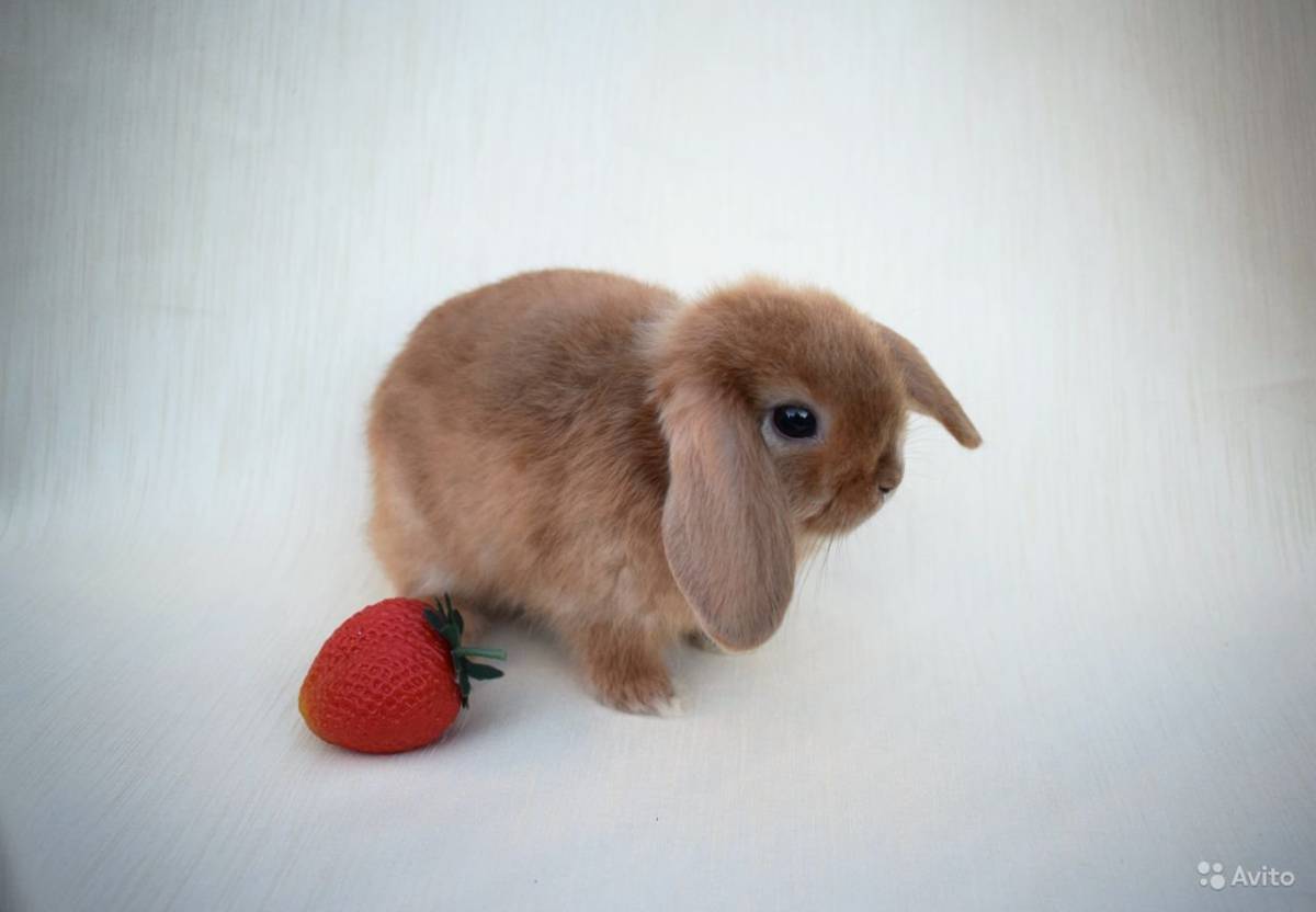 Кролик баффи #16