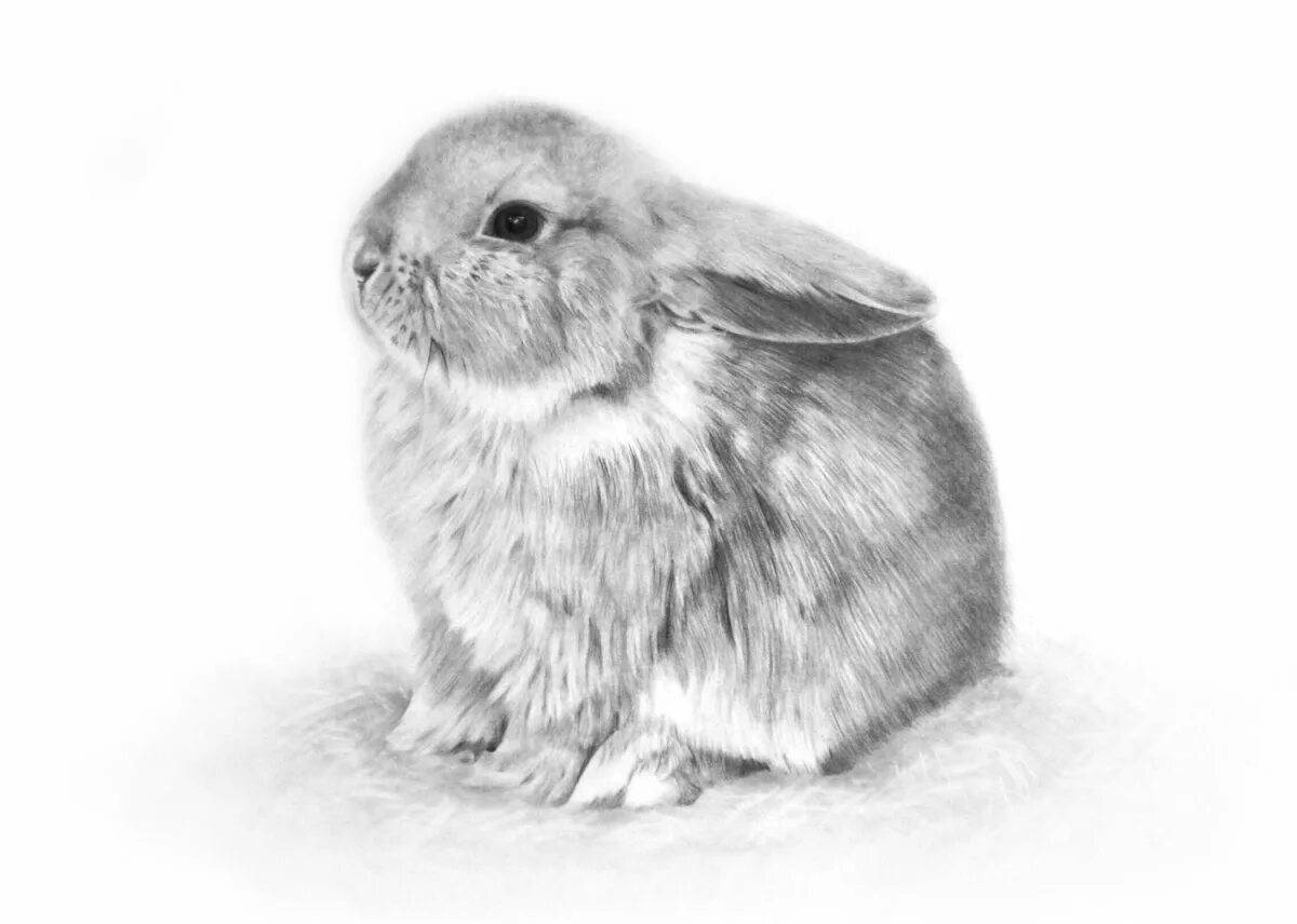 Кролик рисунок #16