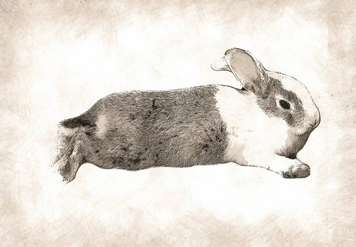 Кролик рисунок #25