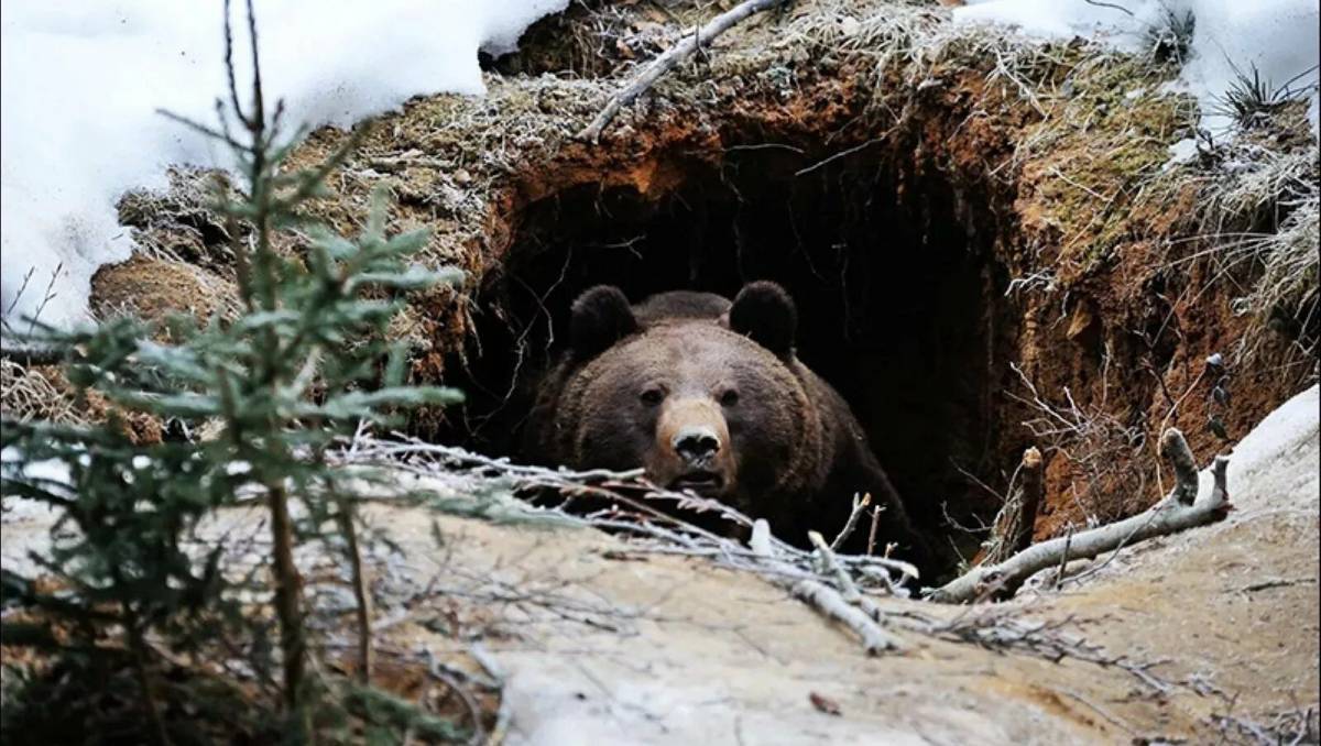 Медведь в берлоге зимой для детей #2
