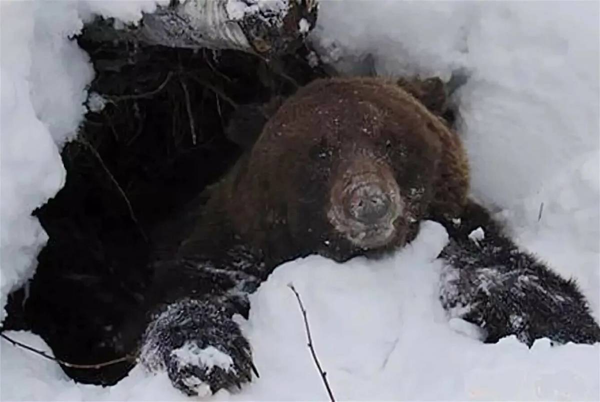 Медведь в берлоге зимой для детей #10