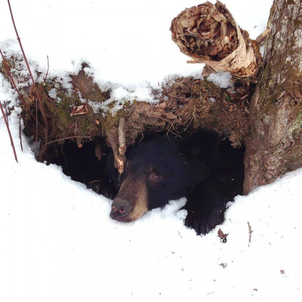 Медведь в берлоге зимой для детей #12