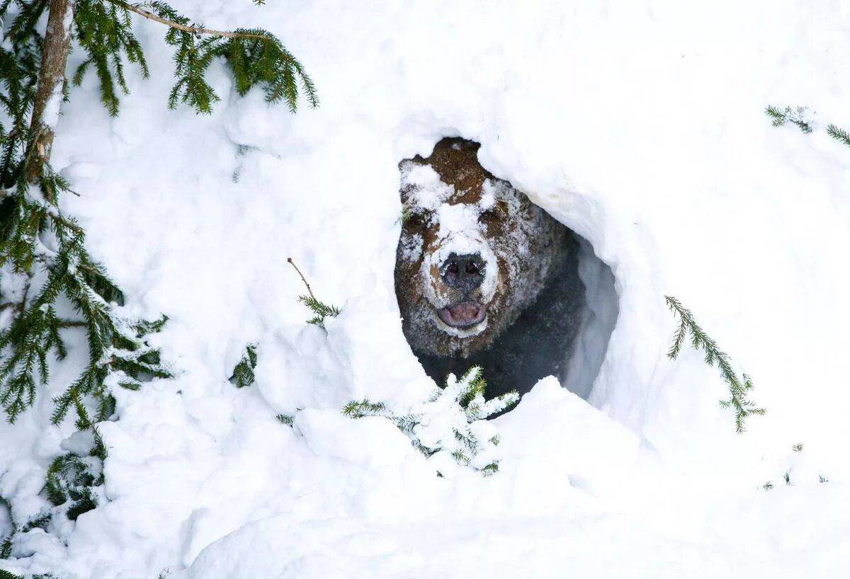 Медведь в берлоге зимой для детей #25