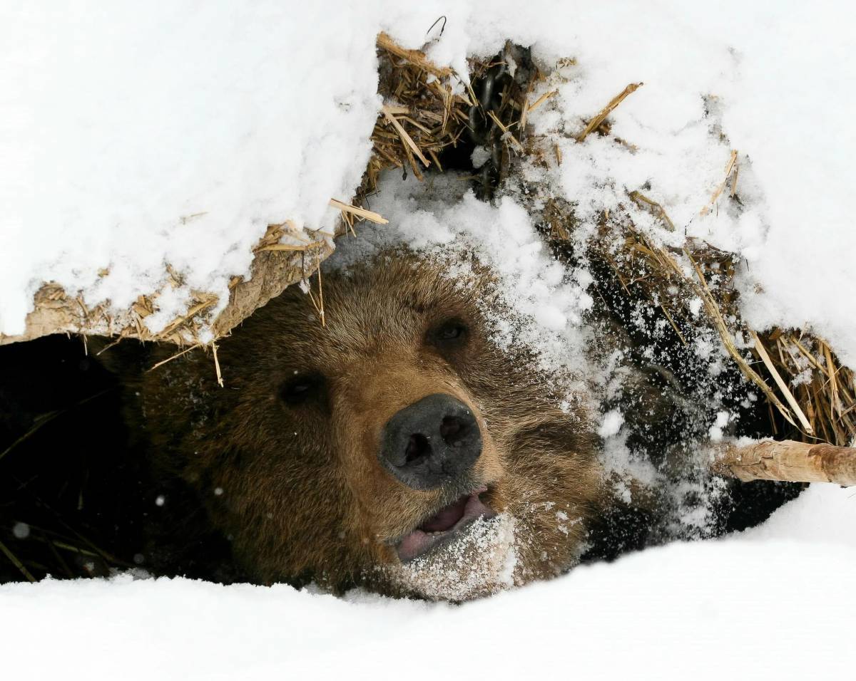 Медведь в берлоге зимой для детей #38