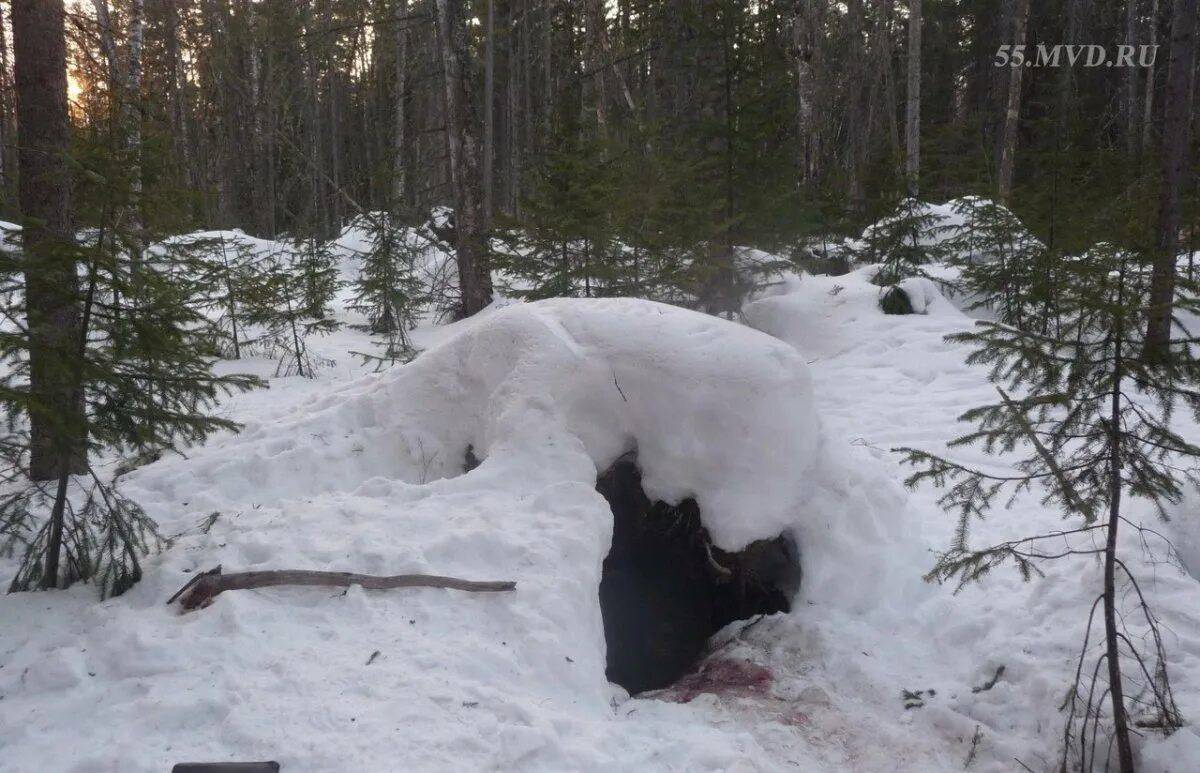 Медведь в берлоге зимой для детей #39