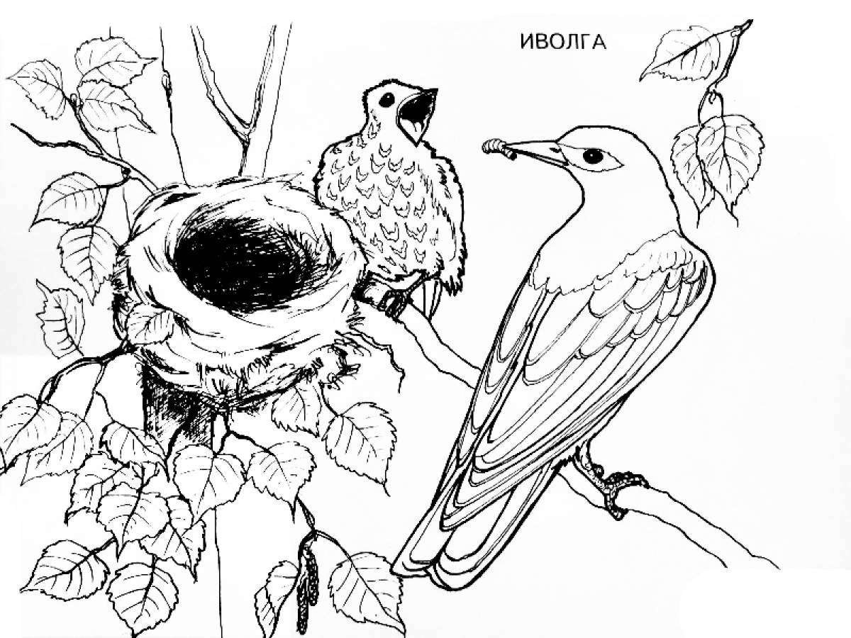 Перелетные птицы раскраска для детей