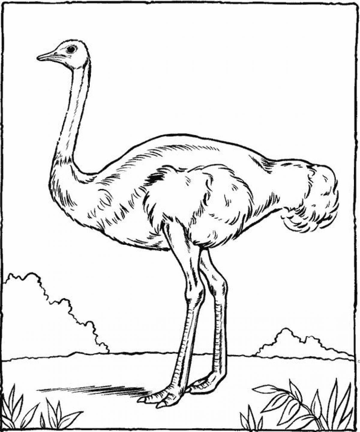 Adult ostrich