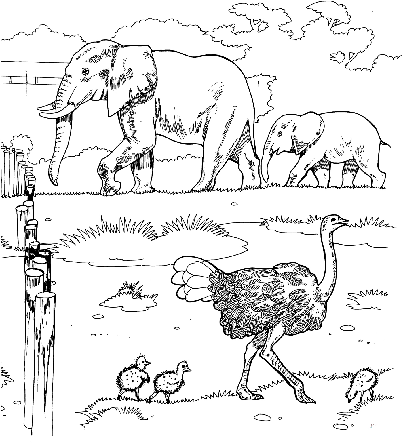 Ostrich and elephants