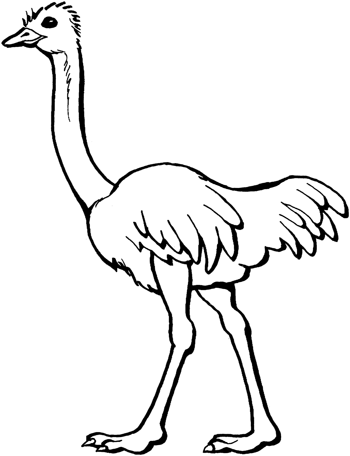 A small ostrich
