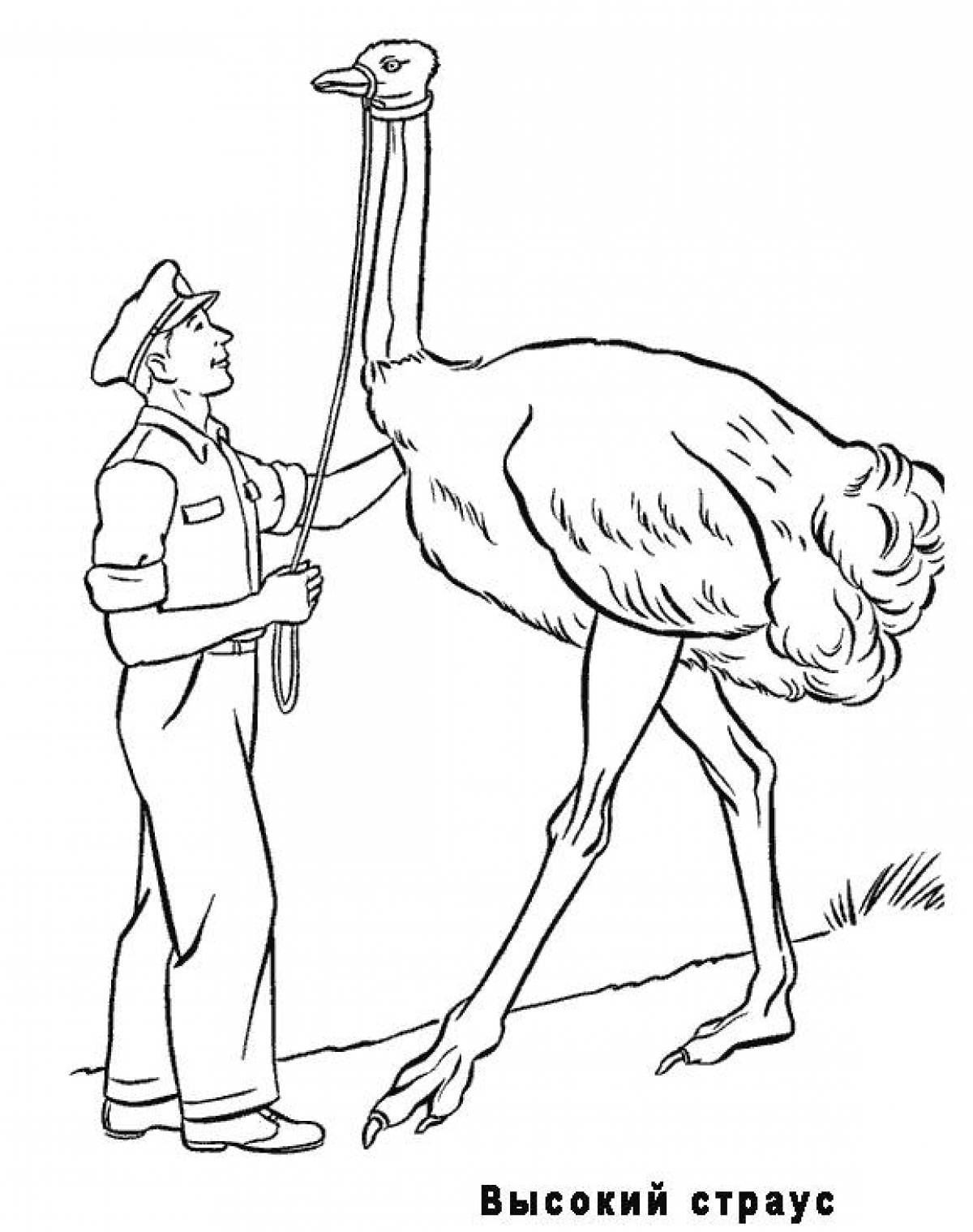 Tall ostrich
