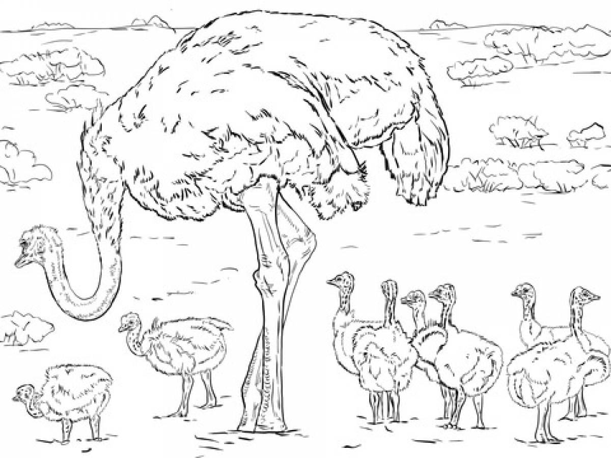 Ostrich and ostriches