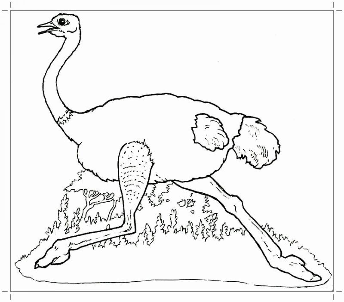 Ostrich running
