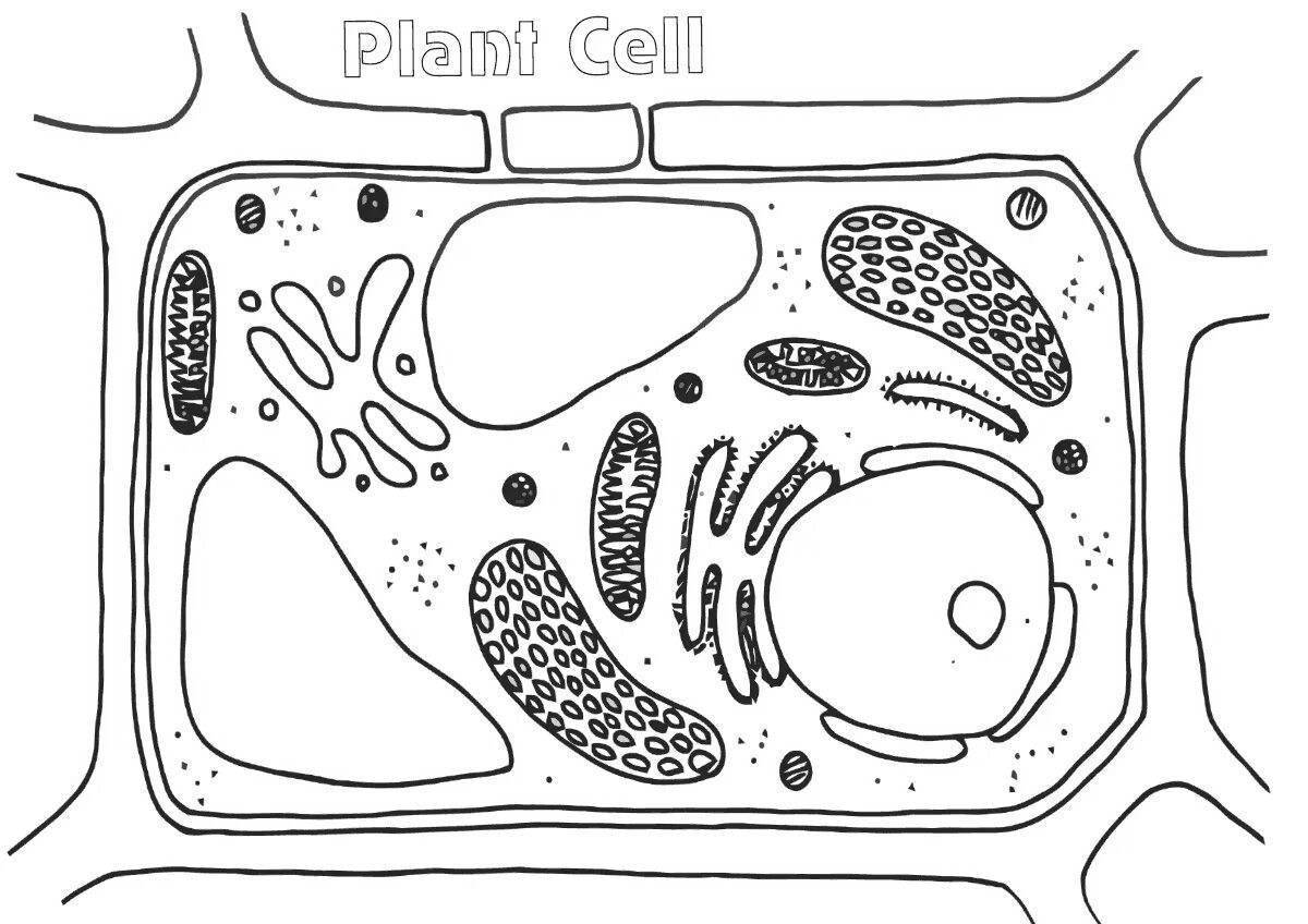 Рисунки по границы клетки. Растительные клетки строение растительной клетки. Строение растительной клетки печать. Строение растительной клетки схематично. Строение растительной клетки раскрасить.