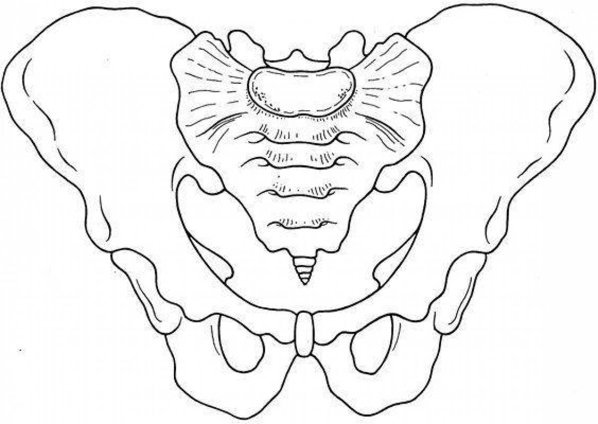 Тазовая кость рисунок