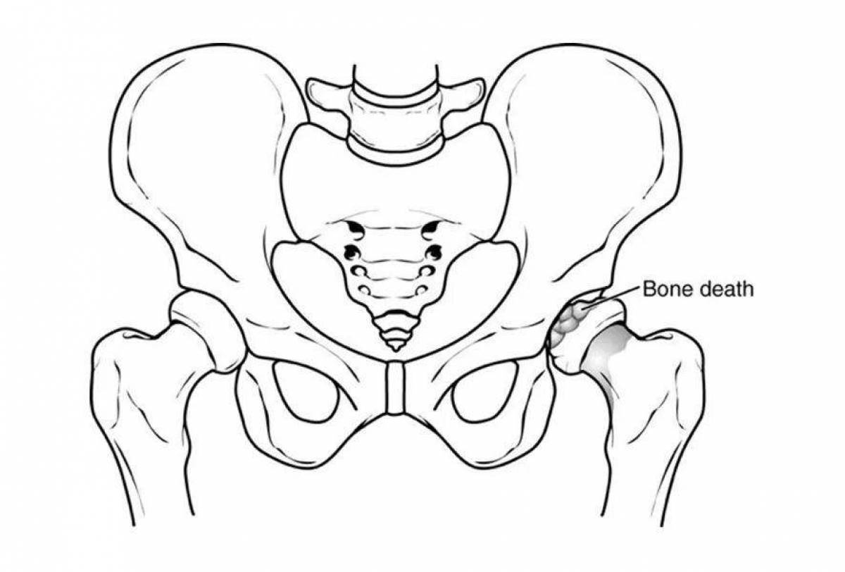 Таз человека. Скелет тазобедренный сустав анатомия. Тазобедренный сустав схематично. Схема скелета тазобедренного сустава. Тазобедренный сустав схема анатомия.