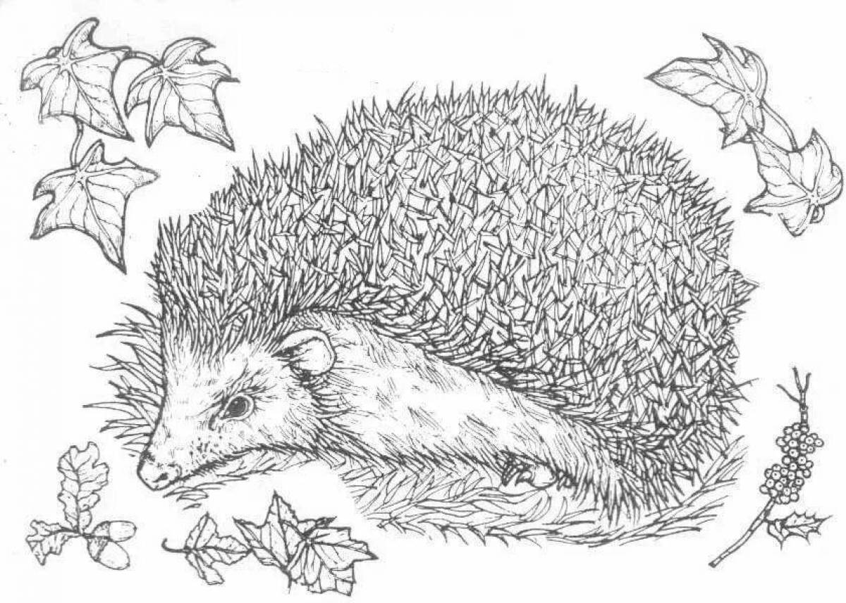 Cute hedgehog coloring book