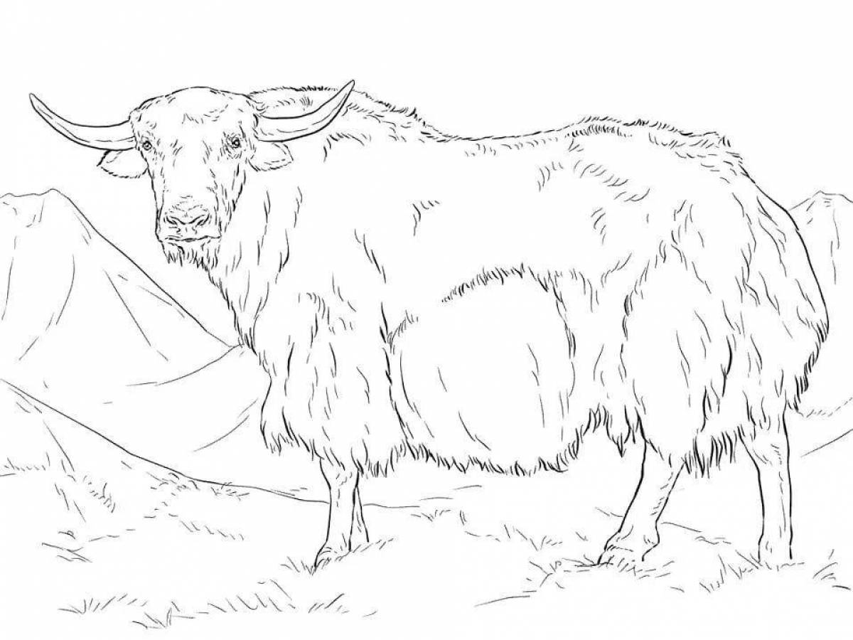 Coloring majestic yak
